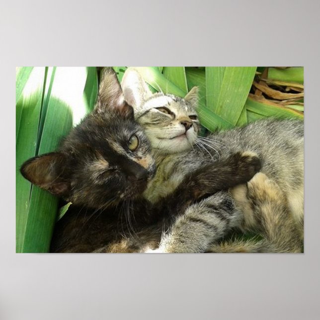 Cute kittens cuddling poster (Front)