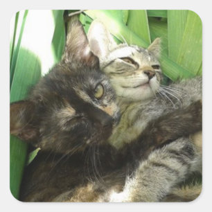 Cute kittens cuddling square sticker