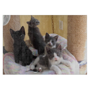 Cute Kittens Cutting Board