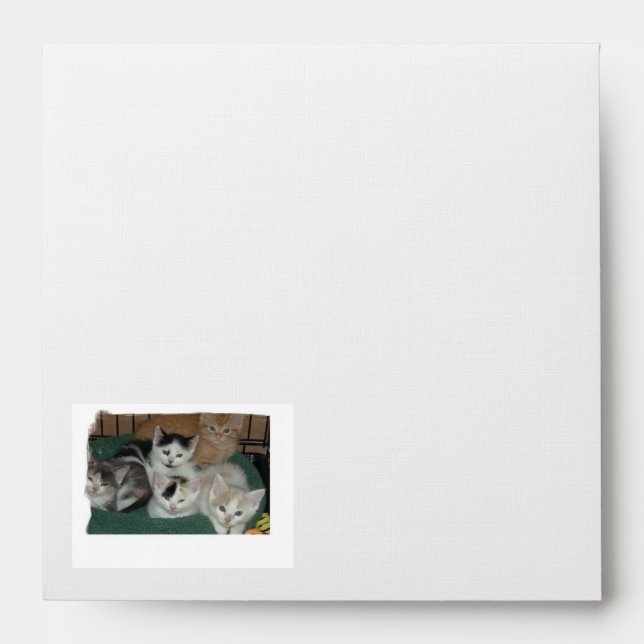 Cute Kittens Envelopes (Front)