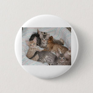 CUTE KITTENS IN A BASKET 6 CM ROUND BADGE