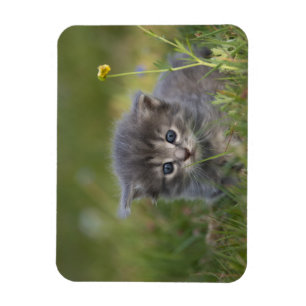 Cute Kittens Magnet
