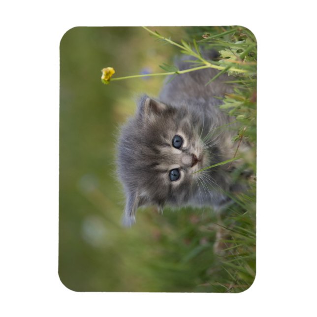 Cute Kittens Magnet (Vertical)