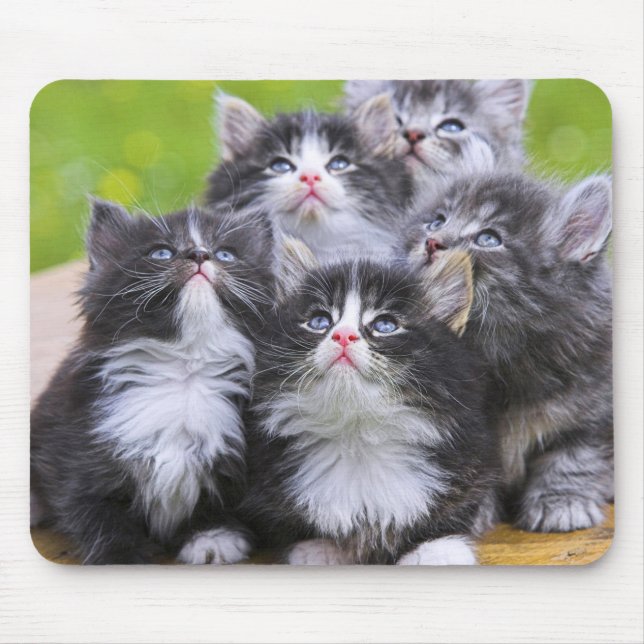 Cute Kittens Mouse Pad (Front)
