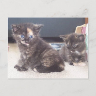 Cute Kittens Postcard