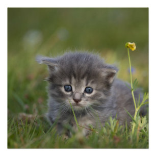 Cute Kittens Poster