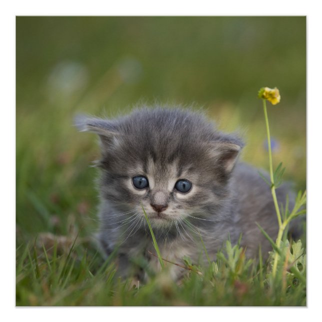 Cute Kittens Poster (Front)
