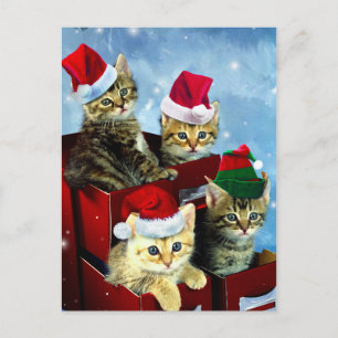 Cute kittens with x-mas hats postcard