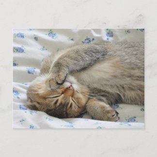 Cute kittin sleeping postcard