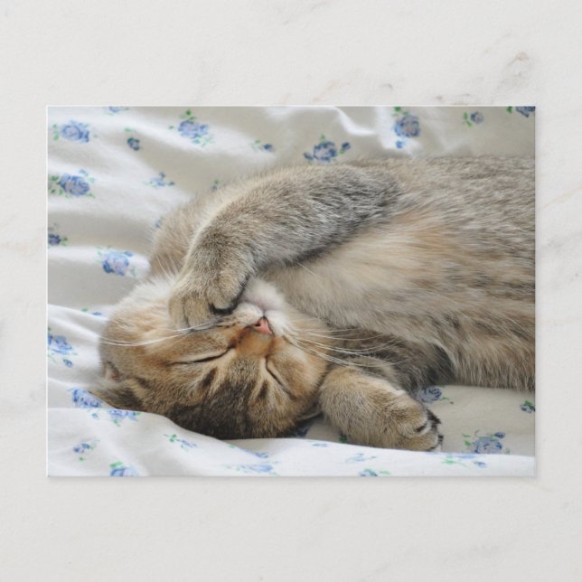 Cute kittin sleeping postcard (Front)