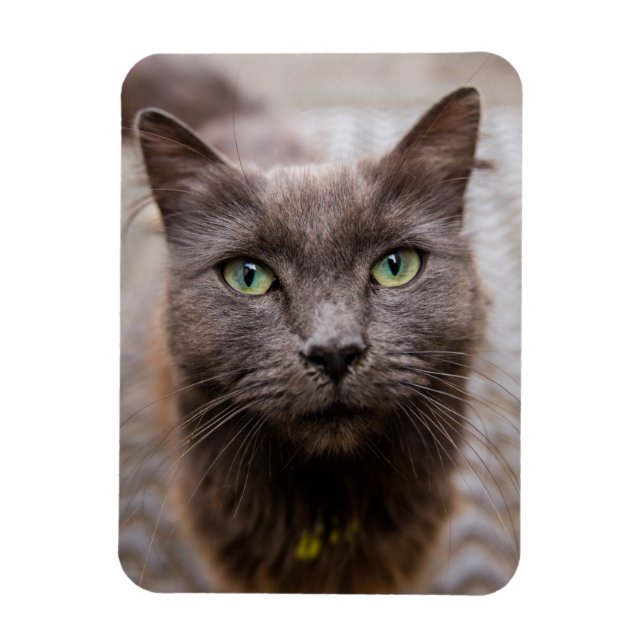 Cute kitty fridge magnet (Vertical)