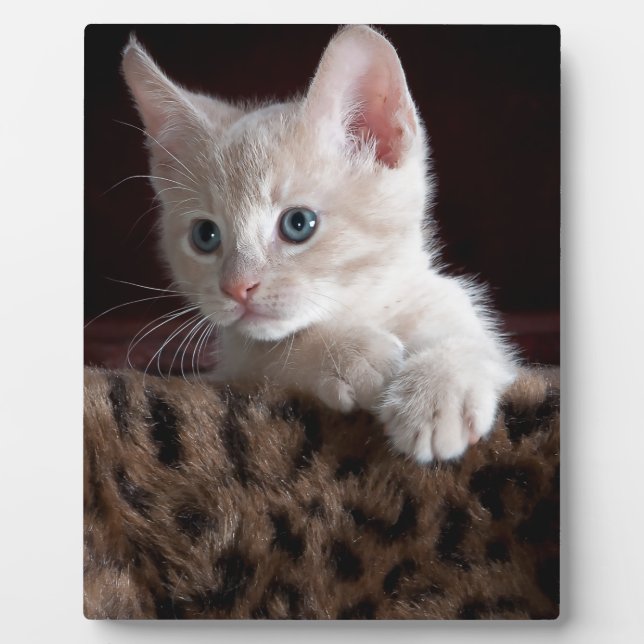Cute Kitty Looking Plaque (Front)
