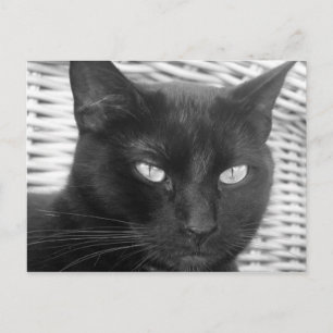 Cute Kitty - postcard