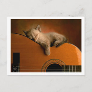 cute kitty postcard