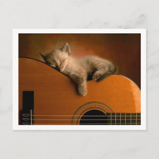 cute kitty postcard