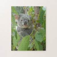Cute Koala Bear Baby Australia Photography