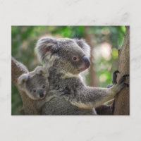 Cute Koala Bear & Cub Australian Animal