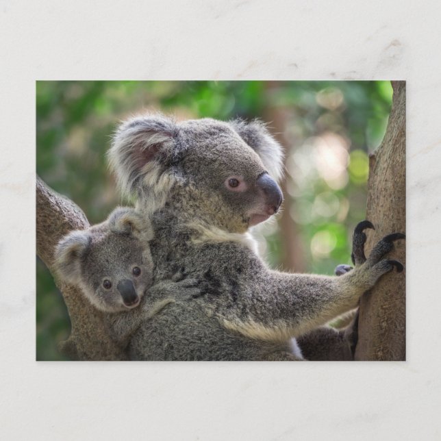 Cute Koala Bear & Cub Australian Animal Postcard (Front)