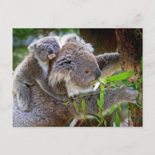 Cute Koala Bear Destiny Nature Aussi Outback Postcard
