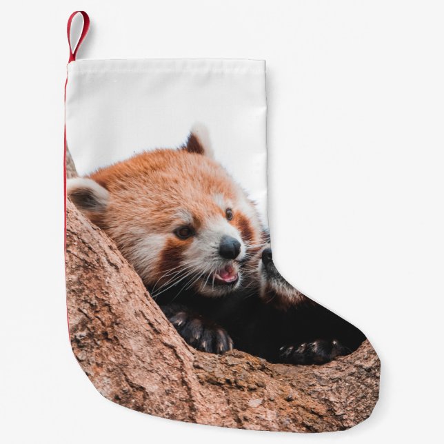 CUTE KOALA BEAR FAMILY SMALL CHRISTMAS STOCKING (Front)