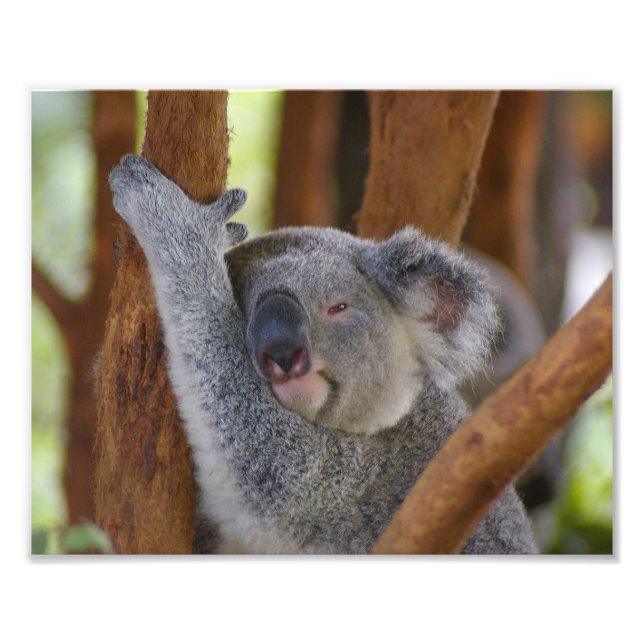 Cute Koala Bear Photo Print Enlargement (Front)