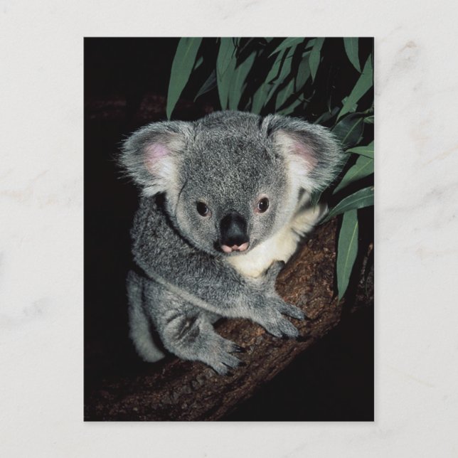 Cute Koala Bear Postcard (Front)