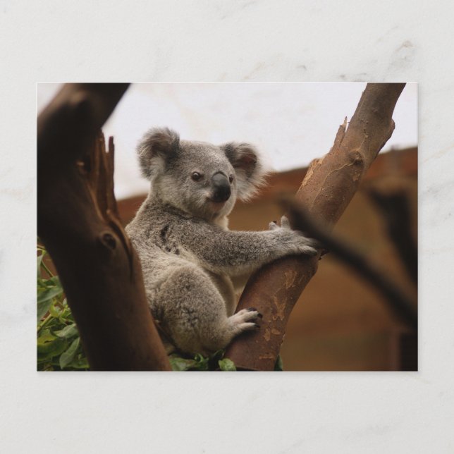 Cute Koala Bear Resting in a Tree Postcard (Front)