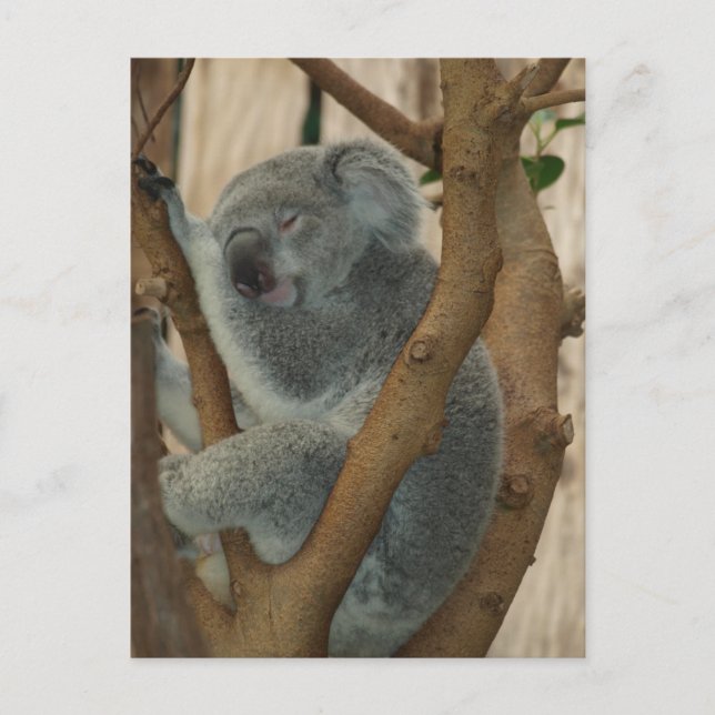 Cute Koala Bear Sleeping Postcard (Front)