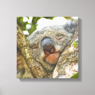 Cute Koala Bear Wrapped Canvas