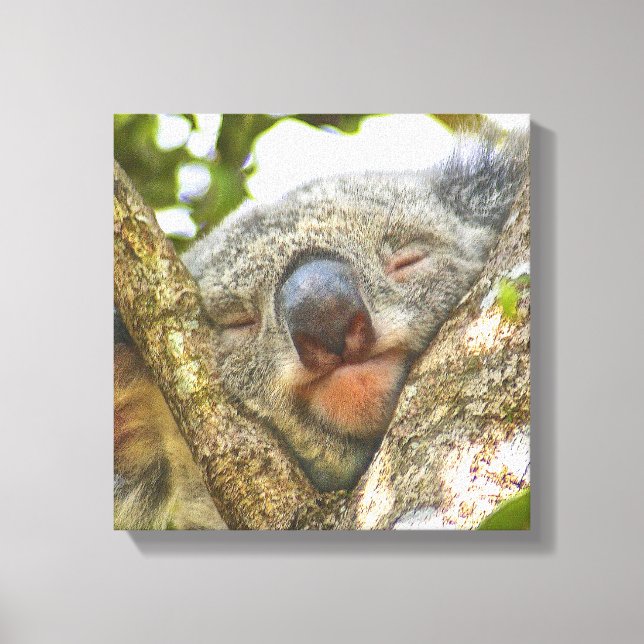 Cute Koala Bear Wrapped Canvas (Front)