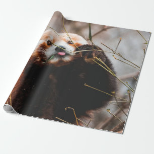 CUTE KOALA BEAR WRAPPING PAPER