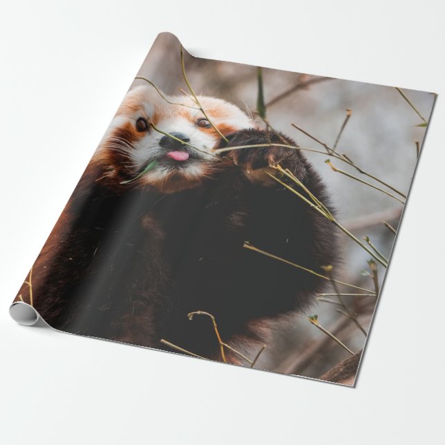 CUTE KOALA BEAR WRAPPING PAPER (Unrolled)