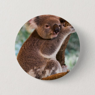 Cute Koala Button
