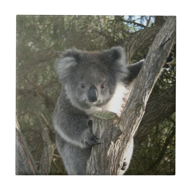 Cute Koala Climbing a Tree Tile (Front)