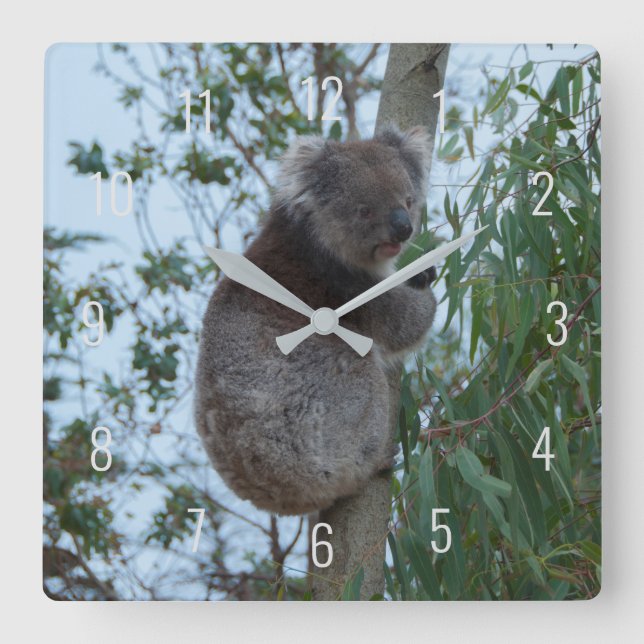 Cute Koala Climbing in a Tree Australia Square Wal Wall Clock (Front)