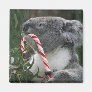 Cute Koala Eating Candy Cane Magnet