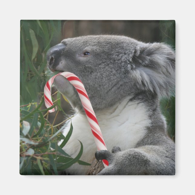 Cute Koala Eating Candy Cane Magnet (Front)