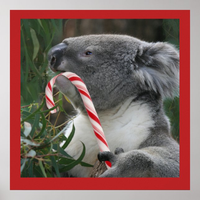 Cute Koala Eating Candy Cane Poster (Front)