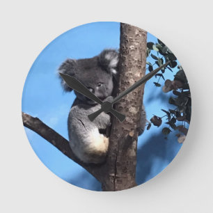 Cute Koala in a tree with a blue background Round Clock