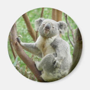 Cute Koala Magnet