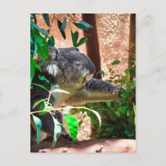 Cute Koala Postcard