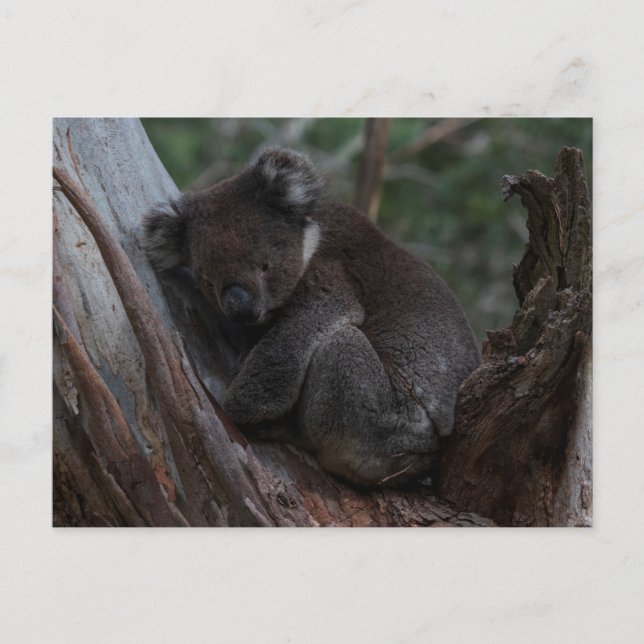 Cute Koala sleeping in a tree Australia Postcard (Front)
