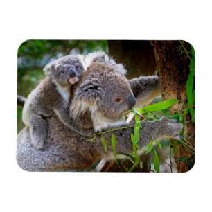 Cute Koalas Magnet