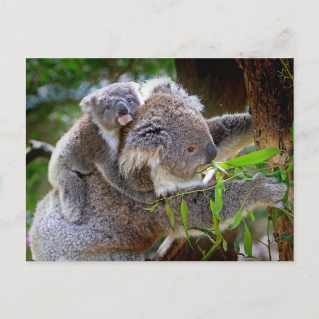 Cute Koalas Postcard (Front)