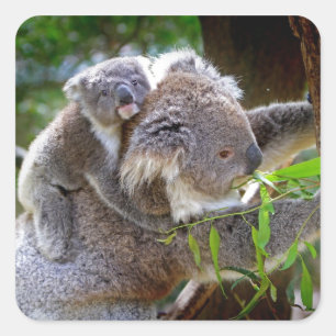 Cute Koalas Square Sticker