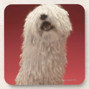 Cute Komondor Dog Coaster