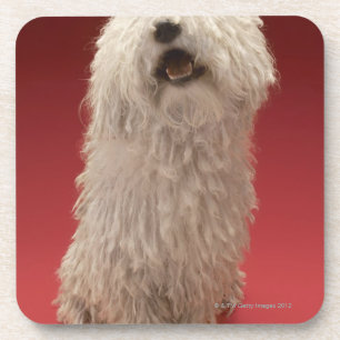 Cute Komondor Dog Coaster
