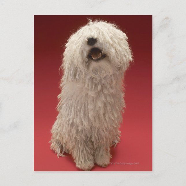 Cute Komondor Dog Postcard (Front)
