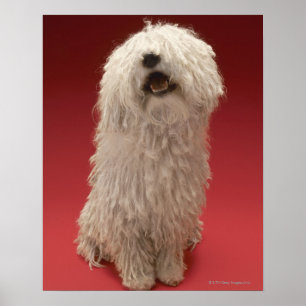 Cute Komondor Dog Poster