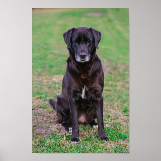 Cute Labrador Black Dog Puppy Pet Poster (Front)